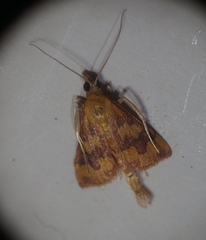 Pyrausta phoenicealis