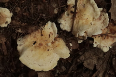 Tapinella panuoides