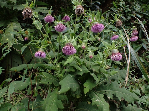 Cirsium yezoense iNat (2)