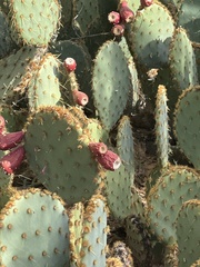 Opuntia engelmannii