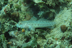 Gobius fallax