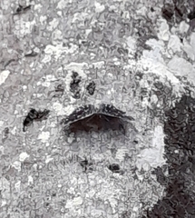 Hamadryas