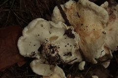 Tapinella panuoides