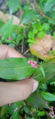 Persicaria minor