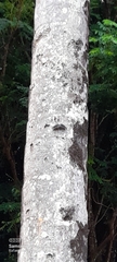 Hamadryas