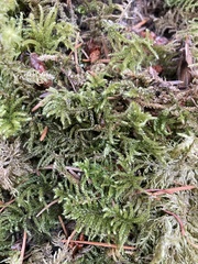 Rhytidiadelphus loreus