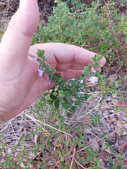 Clinopodium nepeta
