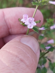 Clinopodium nepeta