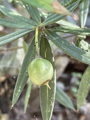 Bonellia macrocarpa