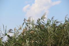 Phragmites australis altissimus