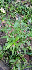 Persicaria minor