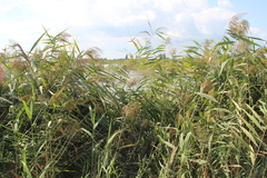 Phragmites australis altissimus