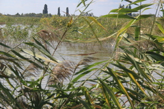 Phragmites australis altissimus