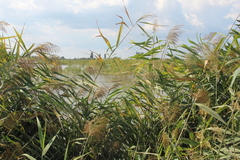 Phragmites australis altissimus