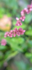 Persicaria minor