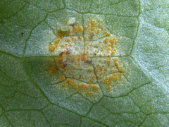 Puccinia sessilis
