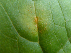 Puccinia sessilis