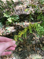 Solidago caesia
