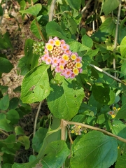Lantana camara