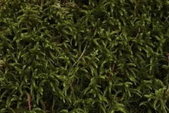 Eurhynchium angustirete