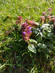 Prunella vulgaris