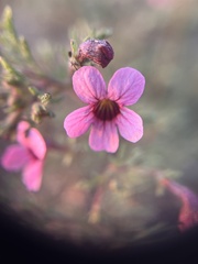 Jamesbrittenia aurantiaca
