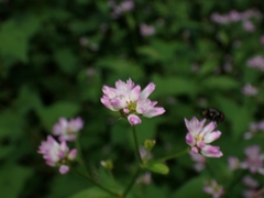 Persicaria thunbergii