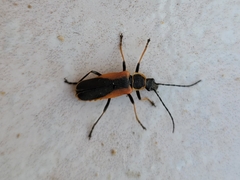 Chauliognathus limbicollis