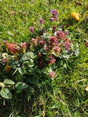 Prunella vulgaris