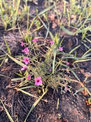 Jamesbrittenia aurantiaca
