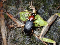 Dolichus halensis