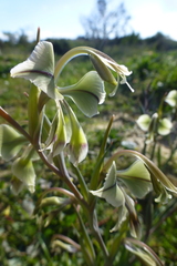 Gladiolus orchidiflorus