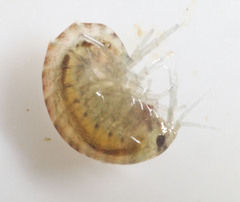 Hyalella