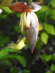 Arachnothera longirostra