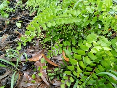 Adiantum philippense