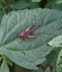 Teleogryllus mitratus