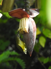 Arachnothera longirostra