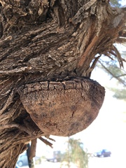 Inocutis tamaricis