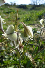Gladiolus orchidiflorus