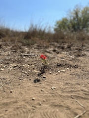 Nyctaginia capitata