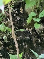 Mycena subcaerulea