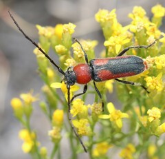 Crossidius discoideus