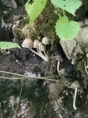Mycena subcaerulea