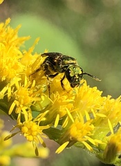 Augochlorella aurata