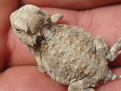Phrynosoma taurus