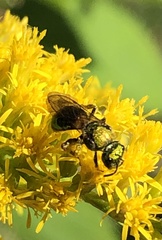 Augochlorella aurata