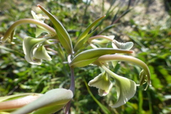 Gladiolus orchidiflorus