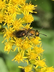 Augochlorella aurata