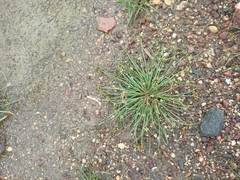 Fimbristylis dichotoma