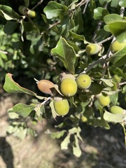 Quercus sinuata